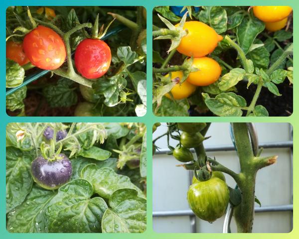[Erfahrungsbericht] Gemüseanbau/ Hochbeet *** Oh, du schöne Tomatenzeit… *** verschiedene Sorten und Farben