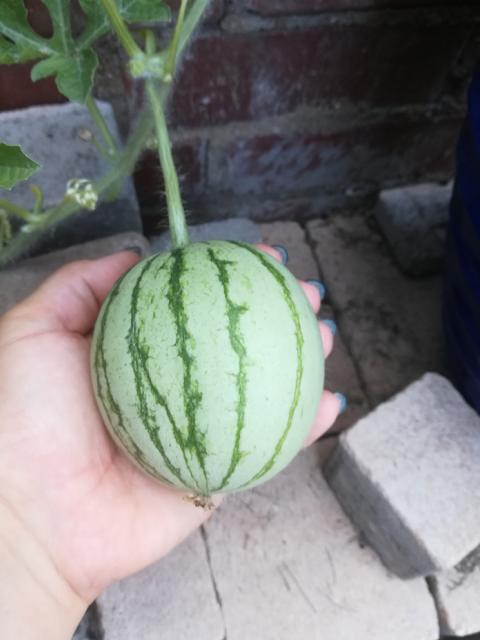 [Erfahrungsbericht] Wassermelone/ Hochbeet/ Garten *** funktioniert das?