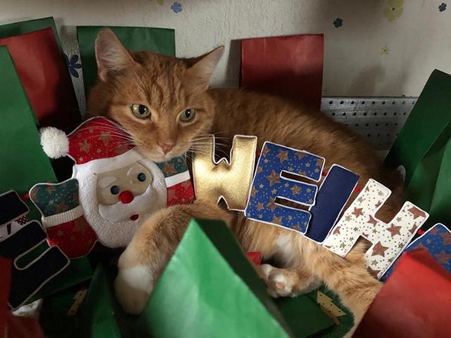 [Katzennews] Katzenbilder *** Findus und der Adventskalender *** Happy new year!