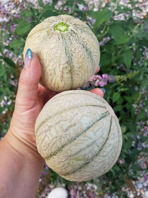 [Erfahrungsbericht] Hochbeet/Garten *** Melonen-Anbau 2.0 *** Cantaloupe-Melonen sind wirklich lecker!