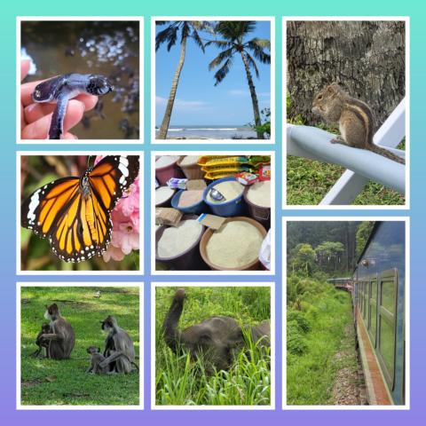 [Veranstaltungstipp] Reise /Gruppenreise *** Rundreise Sri Lanka *** eine sehr gelungene Reise