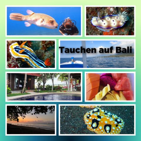 [Veranstaltungstipp] Reise/ Tauchen/ Kultur/ Bali *** Tauchen auf Bali *** Beitrag 2/3 – endlich bunte Schnecken!